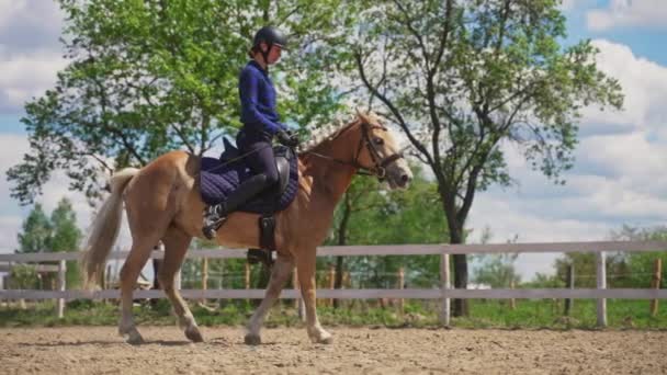 Jockey femenino montando en un hermoso caballo de oro en la arena Arena  - Imágenes, Vídeo