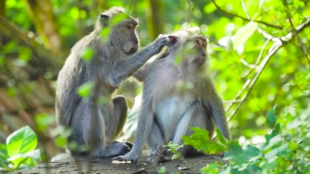 Πίθηκοι στο δάσος. Μπαλί, Ινδονησία. - Πλάνα, βίντεο