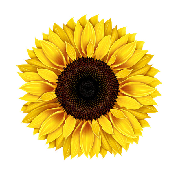 Sonnenblume isoliert auf weißem Hintergrund reife Sonnenblumenkerne, realistische Zeichnung Gelbe Blume einer einzigen Sonnenblume Samen und Blütenblätter der gelben Blume Landwirtschaft Herbst Sammlung von Sonnenblumenkernen - Foto, Bild