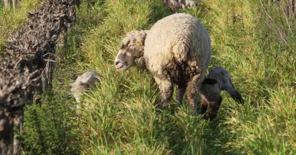 Свійські вівці (мерино - д "Арль) пасуться у виноградниках (Окситанія, Франція). - Кадри, відео
