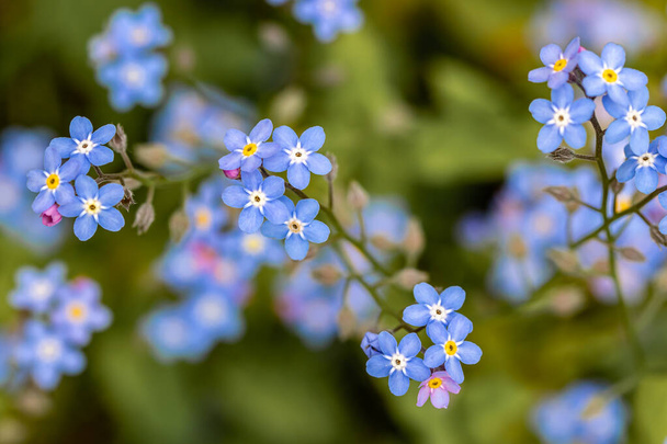Myosotis flowers in the garden - Valokuva, kuva