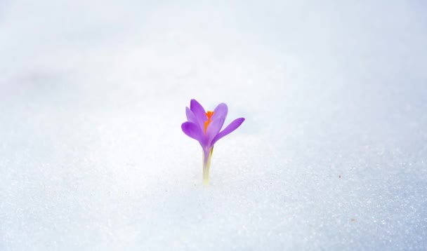 Krokusse im Schnee, lila Frühlingsblume . - Filmmaterial, Video