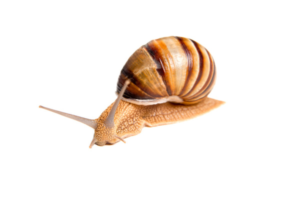 Big snail on the white background - 写真・画像