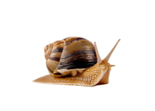 Big snail on the white background - Foto, afbeelding