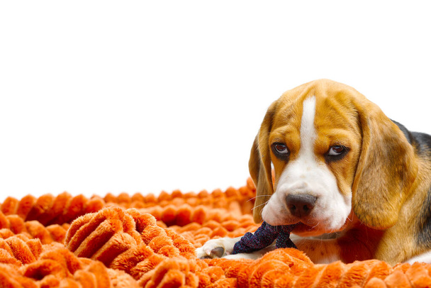 Beagle-Welpe liegt mit warmer orangefarbener Decke auf weißem Hintergrund. - Foto, Bild