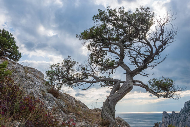 Crimean bonsai - Pallas pine (Crimean pine) against the backdrop of the mountains and the Black Sea - Фото, зображення