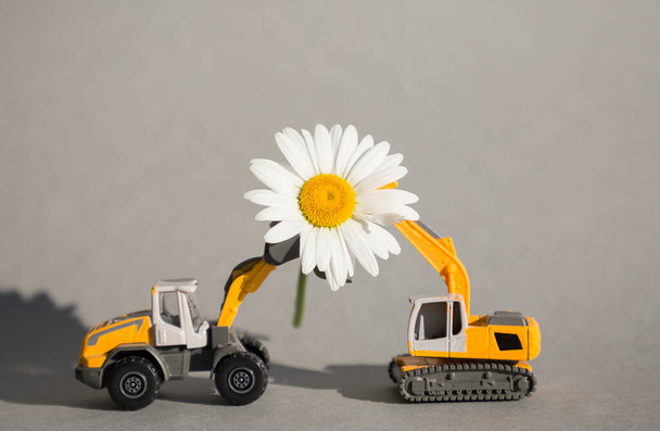 İki turuncu oyuncak inşaat aracı arasındaki büyük beyaz papatya çiçeği. Kazı makinesi. İş - tebrikler, inşaatçının günü. İnşaat işi. Güneşin ve başarının sembolü olarak çiçek. - Fotoğraf, Görsel