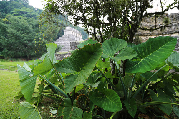 Las grandes hojas del bosque en la ciudad maya de Palenque, México - Foto, imagen