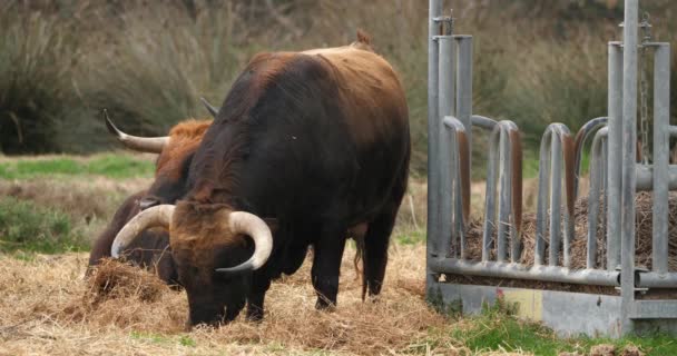Іспанські бики на полях (Камарг, Франція). - Кадри, відео