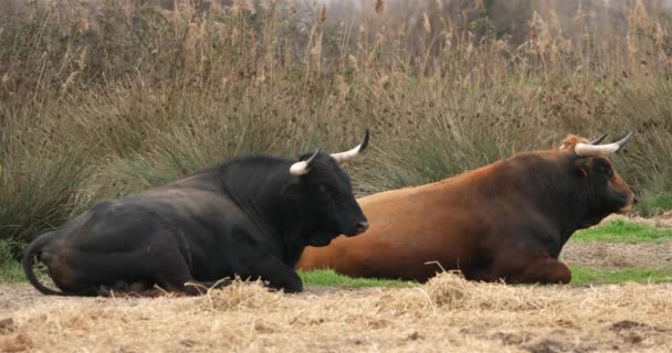 Hiszpańskie byki na polach, Camargue, Francja - Materiał filmowy, wideo