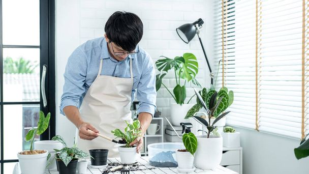 Asian man gardener using shovel to transplanting plant into a new pot and take care of plants in the room at home while hobby activity, Concept of home garden - Foto, afbeelding