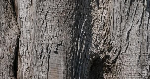 Крупным планом на коре тысячелетнего оливкового дерева на юге Франции - Кадры, видео