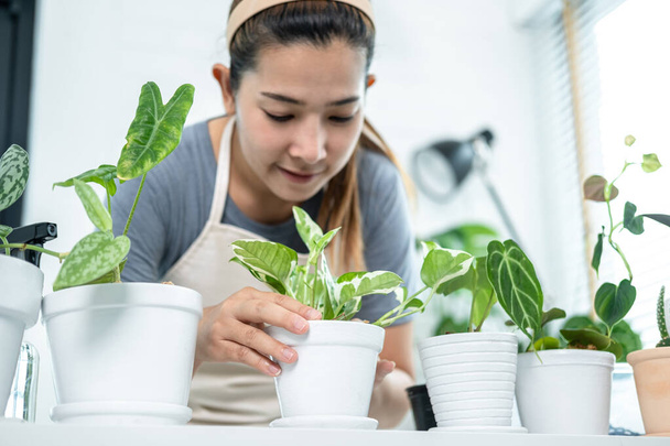 Asian woman gardener in casual clothes, taking care for plants after transplanting plant into new pot in the room at home while hobby activity, Concept of home garden - Photo, Image