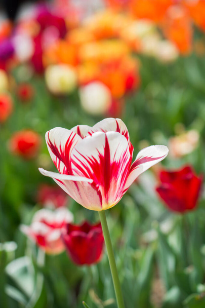 白と赤の花びらを持つ美しいチューリップの垂直選択的フォーカスショット - 写真・画像
