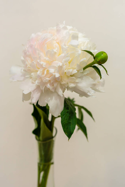 delicate peony blooming flower festive background - Zdjęcie, obraz