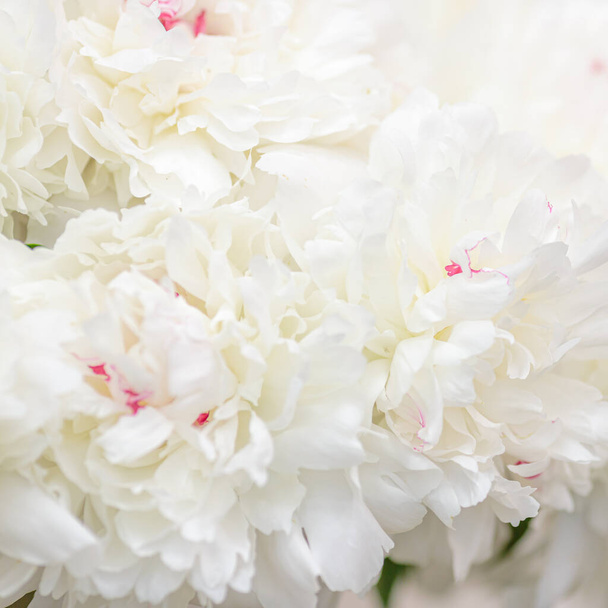 Hassas şakayık çiçekleri şenlikli arka plan, pastel ve yumuşak buket çiçekli kart - Fotoğraf, Görsel