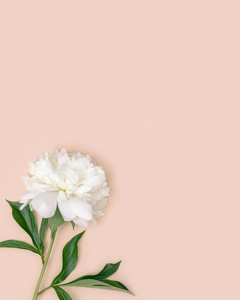 Top pohled krásná svěží bílá pivoňka květina se zelenými listy na pastelově růžové pozadí s kopírovacím prostorem. Dovolená minimální koncept. Pozadí přírody.  - Fotografie, Obrázek