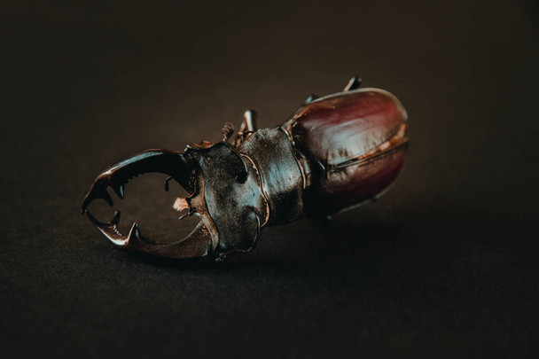 Dried european stag beetle on black background - Photo, image