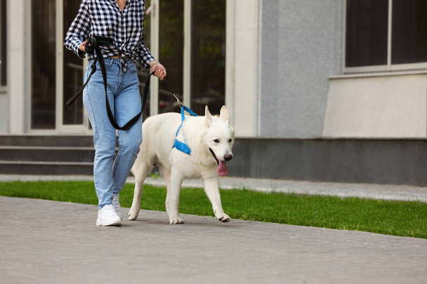 Young woman with her white Swiss Shepherd dog walking on city street, closeup - Zdjęcie, obraz