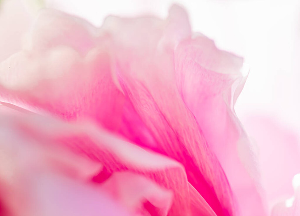 Цветок пиона в саду, цветочная красота и ботанический фон для свадебного приглашения и поздравительной открытки, концепции природы и окружающей среды - Фото, изображение