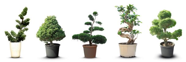 Set with different beautiful bonsai trees on white background. Banner design - Valokuva, kuva
