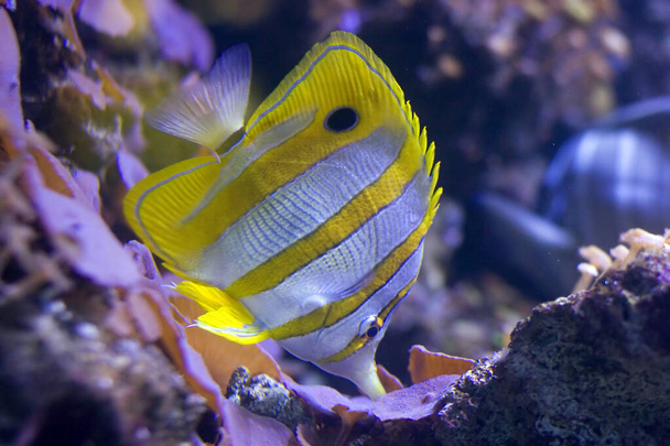 A Copperband Butterflyfish (Chelmon rostratus) noses around its reef tank - Photo, Image