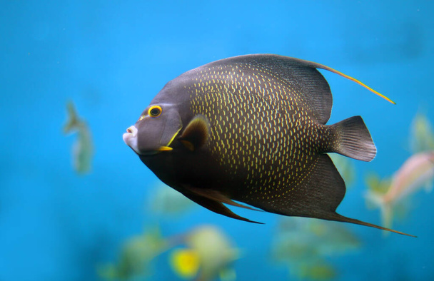 Closeup of a French Angelfish (Pomacanthus paru) - Photo, Image