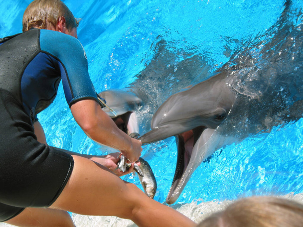 Néhány delfin etetési ideje. - Fotó, kép