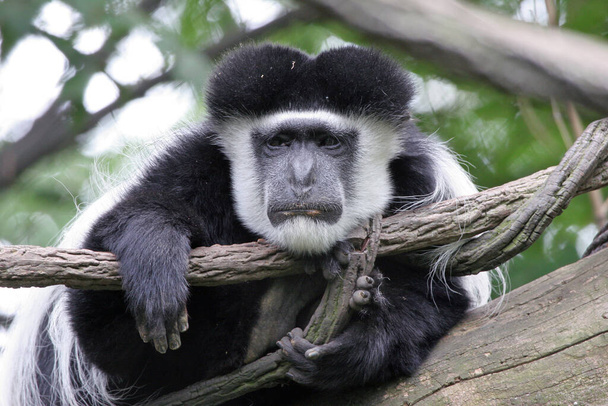 Zmęczona i smutna małpa Colobusa siedząca na drzewie. - Zdjęcie, obraz