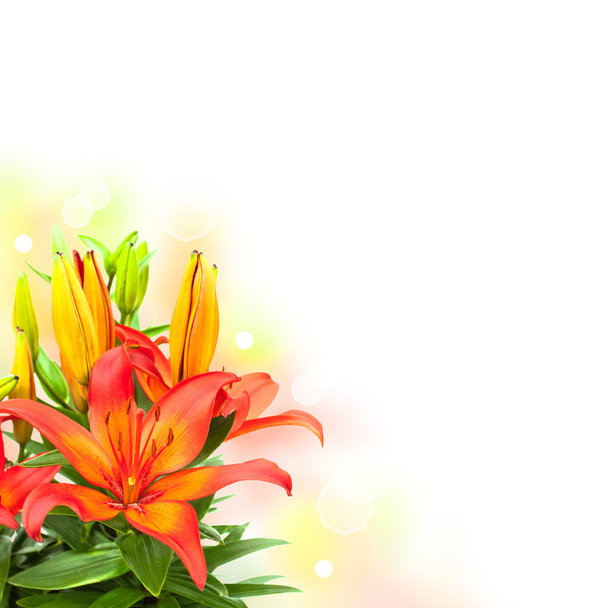 lilja kukkia kukkakimppu valkoisella taustalla
 - Valokuva, kuva