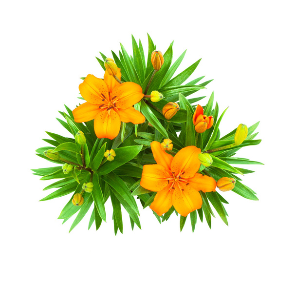 lily flowers bouquet isolated - Photo, Image