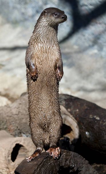 Tiro de corpo inteiro de uma Lontra de Rio permanente. - Foto, Imagem