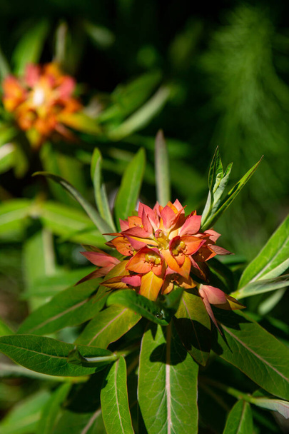 Close up of tropical milkweed flower buds - Foto, imagen