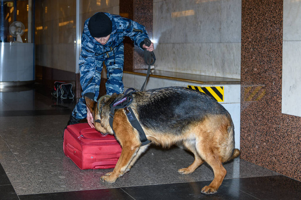 Policistka s vycvičeným německým ovčáckým psem vyčmuchá drogy nebo bombu v zavazadlech. Stanice metra. - Fotografie, Obrázek