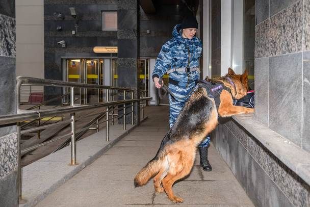 Egy képzett kutyával rendelkező rendőrnő kiszimatolja a drogot vagy a bombát a csomagban. Német juhász rendőrkutya. - Fotó, kép