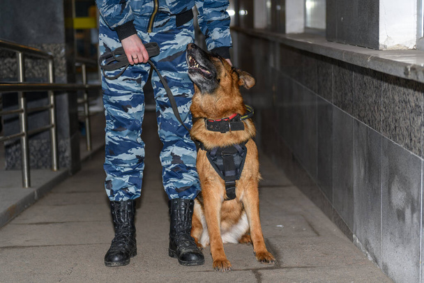 Vrouwelijke agenten met een getrainde hond. Duitse herder politiehond. - Foto, afbeelding