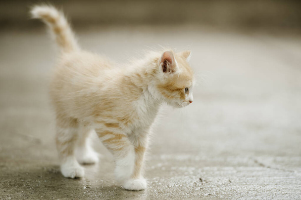 Lindo gato atractivo caminando fuera. - Foto, Imagen