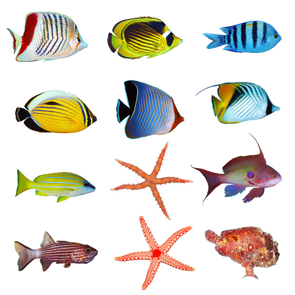 Tropical fish collection - Photo, Image