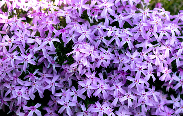 Creeping Phlox or Phlox subulata pink flowers blooming in bright day outdoors. - Photo, Image