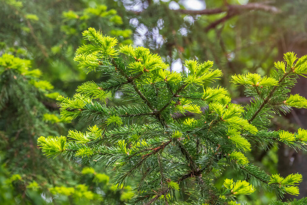 Fir branches with fresh shoots in spring. Young green shoots of spruce in the spring. Spruce branches on a green background. Young growing fir tree sprouts on branch in spring forest. - Photo, Image
