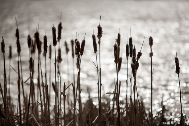 Reed ve vodě - Fotografie, Obrázek