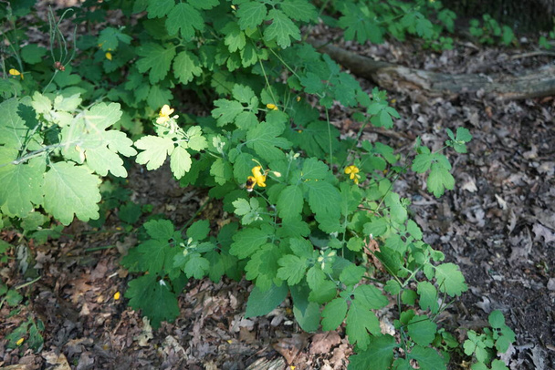 Yabanarısı Celandine çiçeklerinin üzerinden uçar. Chelidonium, gelincik familyasından çiçekli küçük bir bitki cinsidir. Berlin, Almanya  - Fotoğraf, Görsel