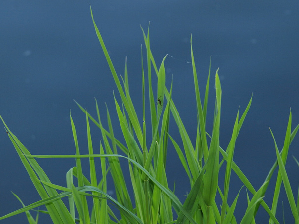 Příroda čistotu trávy na břehu rybníka, Jižní Čechy - Fotografie, Obrázek