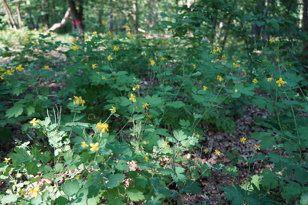 Kukkiva Celandine kesäkuussa. Chelidonium, yleisesti tunnettu celandines, on pieni suku kukkivat kasvit unikko perhe. Berliini, Saksa   - Valokuva, kuva
