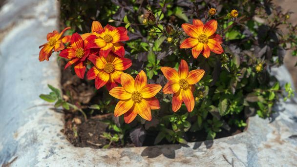 Bright orange Bidens flowers in the garden. - Photo, Image