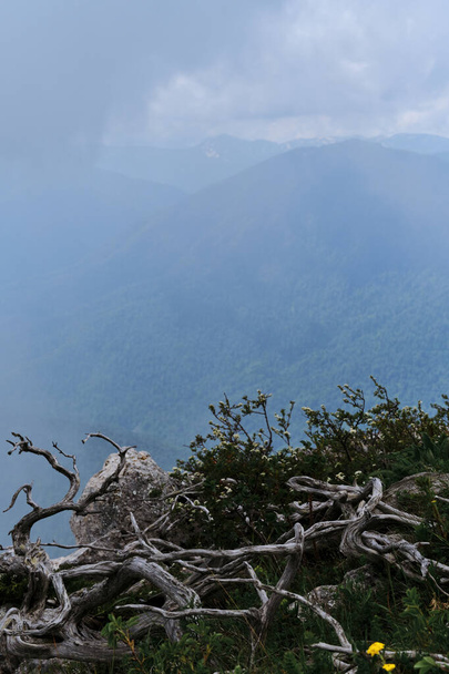 красивый ландшафт национального парка. сухие ветви можжевельника лежат на горе на зеленом лугу на фоне темного тумана, покрывающего лес внизу. лес и горы в тумане в облачную погоду. - Фото, изображение