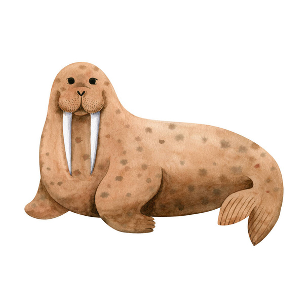 Cute sea walrus-watercolor illustration isolated on white background. Cartoon stylized animal character, hand drawn clipart. Illustration for clothes, stickers, baby shower, greeting cards, prints. - Photo, Image