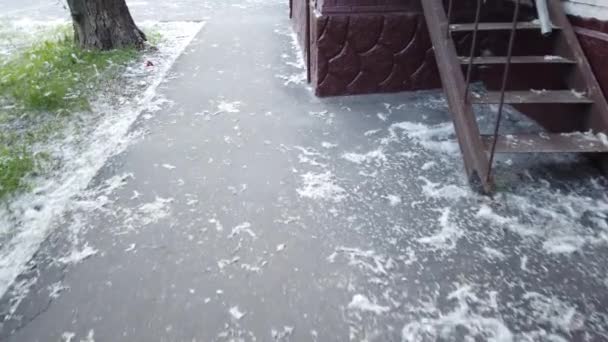 Poplar fluff lies in a layer on the asphalt and grass in the city - Footage, Video