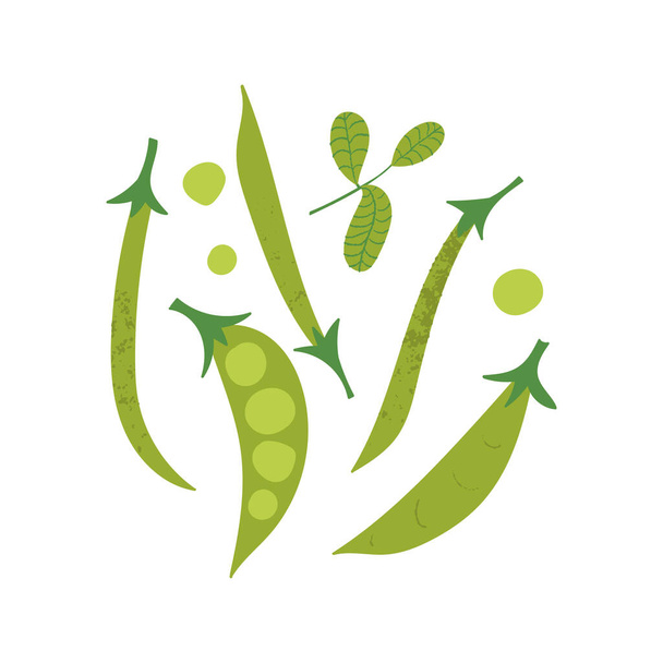 Зеленый горох и бобы с листом базилика. Смесь из натуральных овощей с плоской рукой. - Вектор,изображение