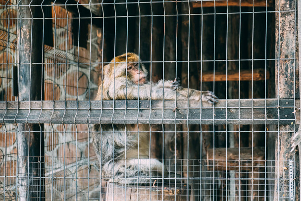 Apina istuu puunkannolla. Katsoo kaukaisuuteen - Valokuva, kuva